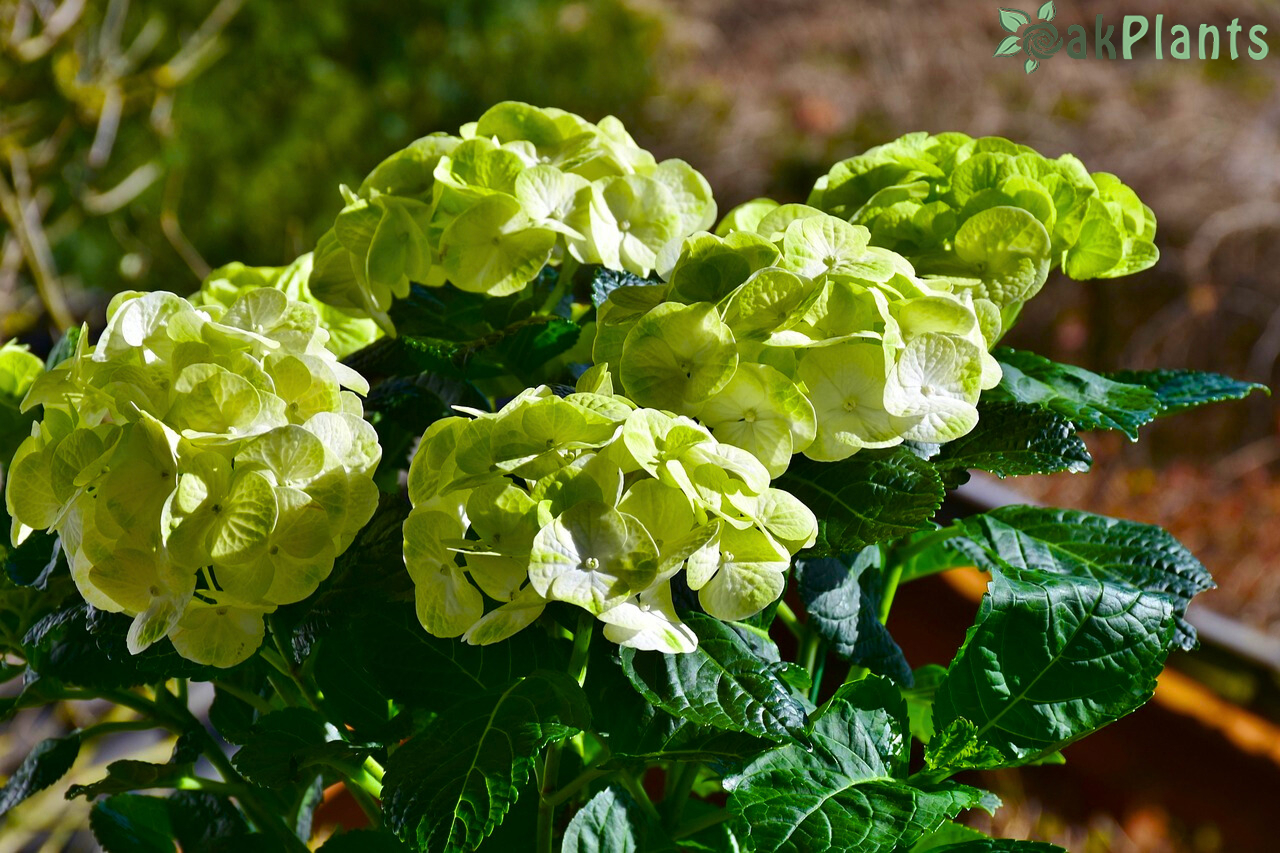 хортензия-oakplants.eu