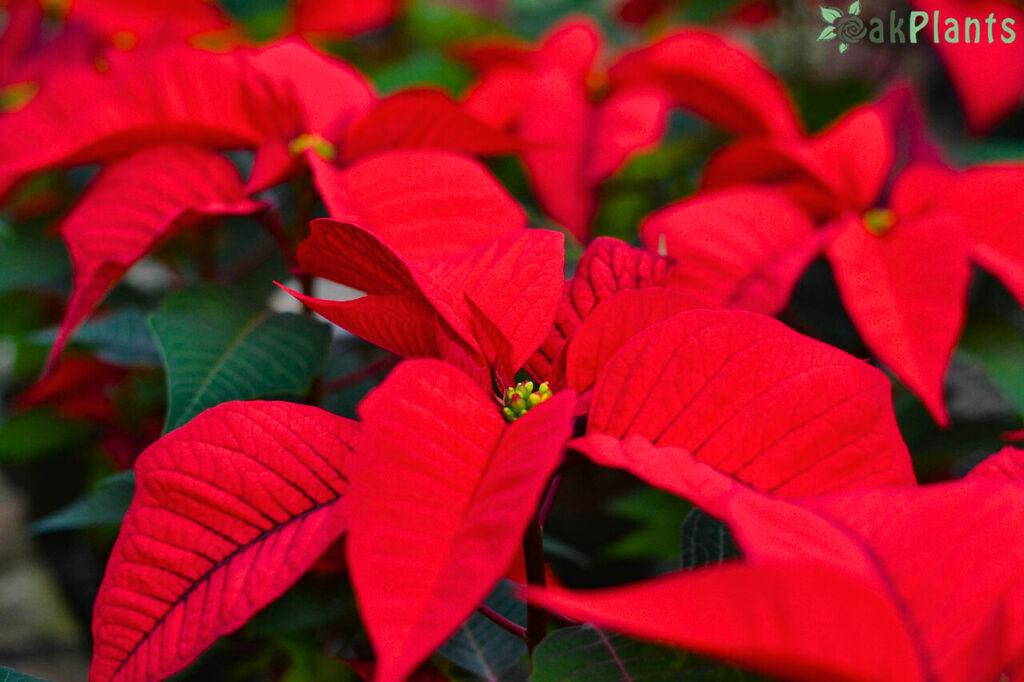 коледна звезда 2 оакплантс.еу