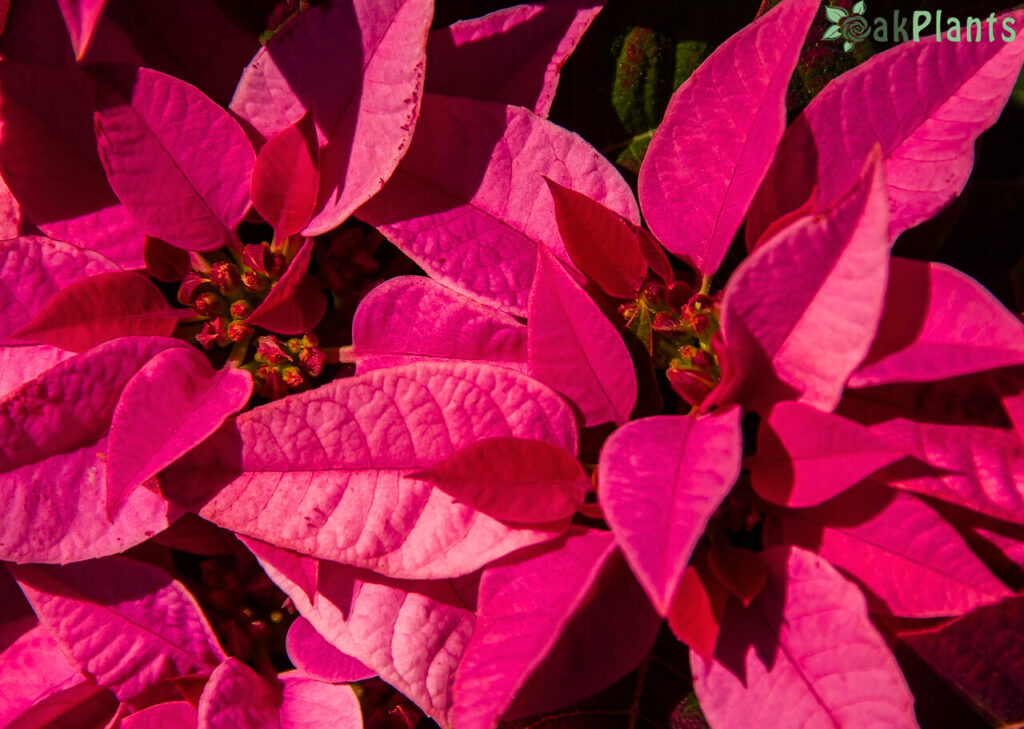 коледна звезда оакплантс.еу