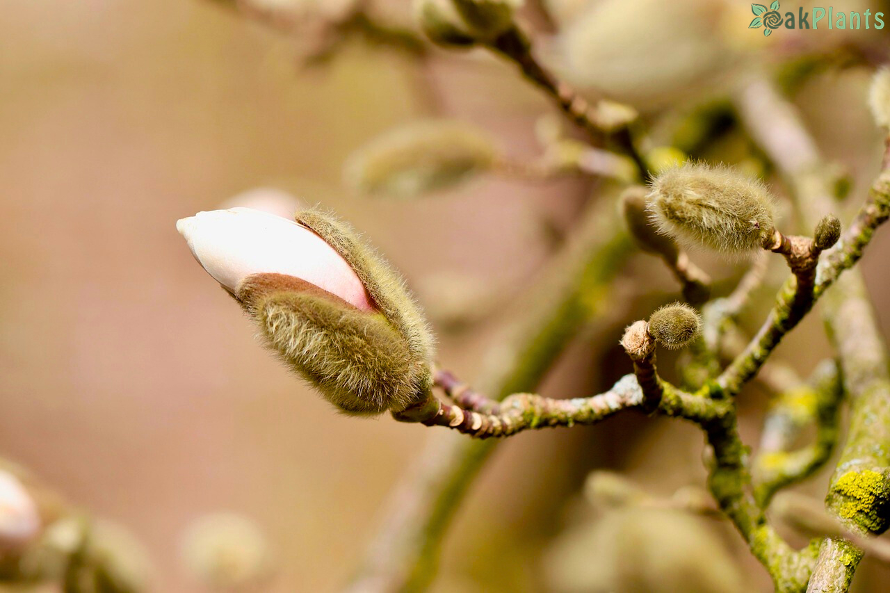 Зазимяване на магнолия