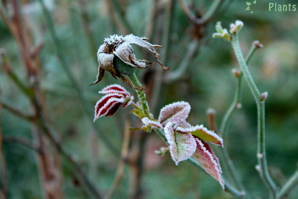 зазимяване на розите 3-oakplants.eu