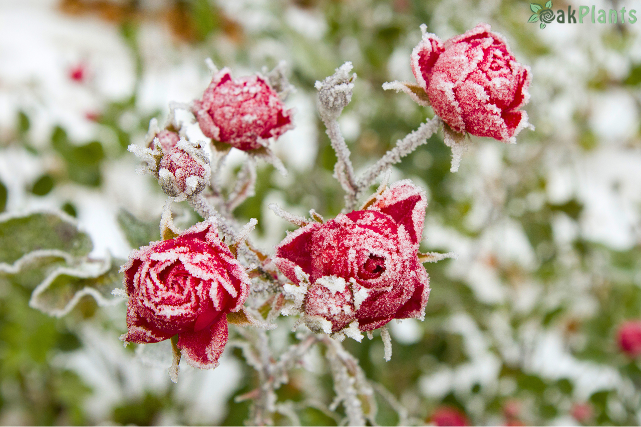 Роза-през-зимата-oakplants.eu