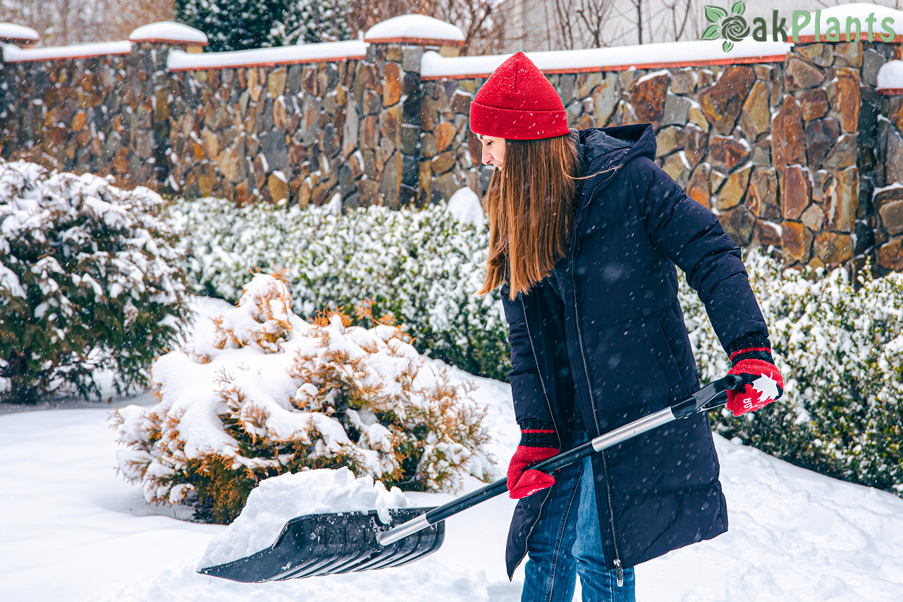 Зимна градина с декоративни храсти и рози в покой оакплантс.еу