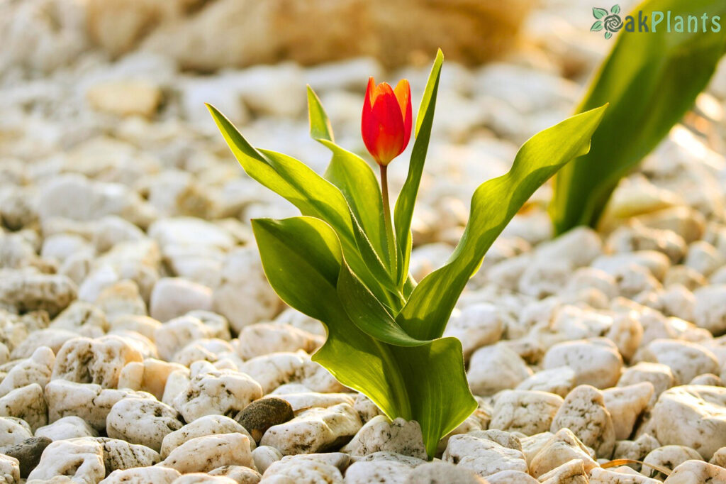 алпинеум и лале-oakplants.eu