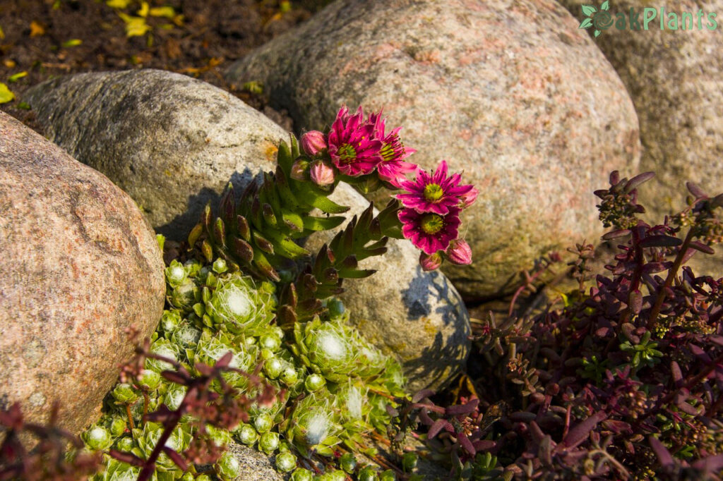 алпинеум в двора-oakplants.eu