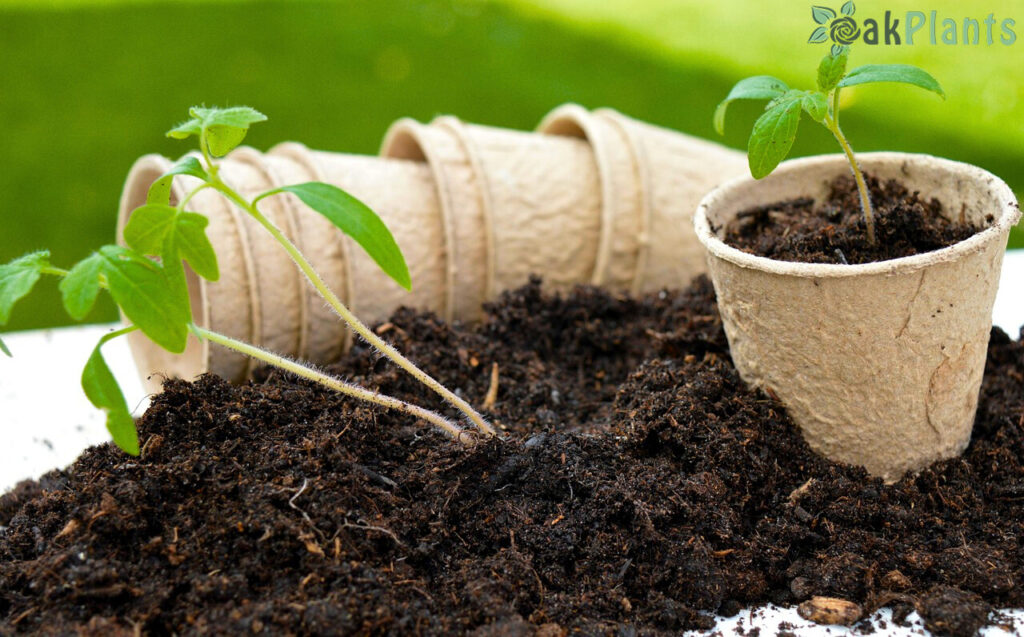 готова-почва-за-разсад-oakplants.eu