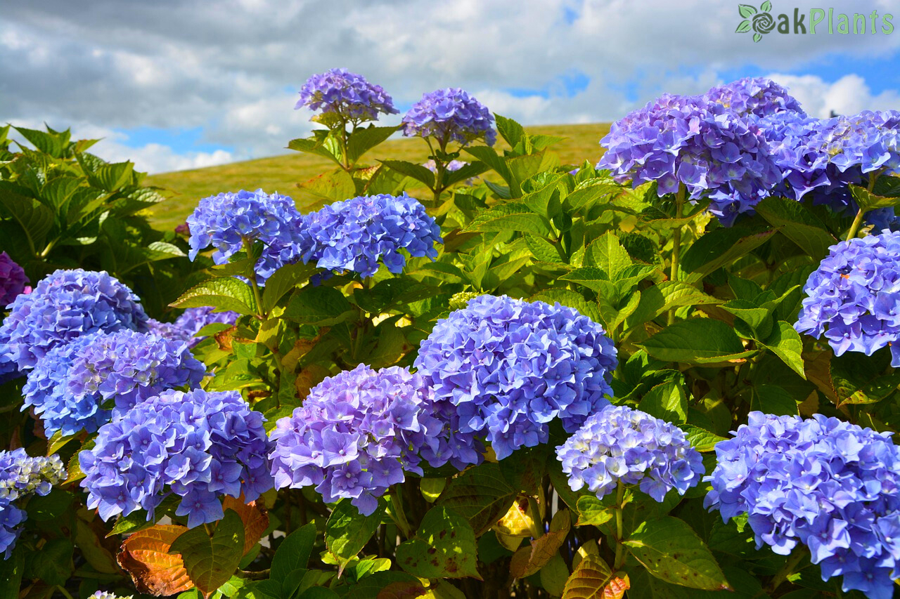 хортензия-oakplants.eu