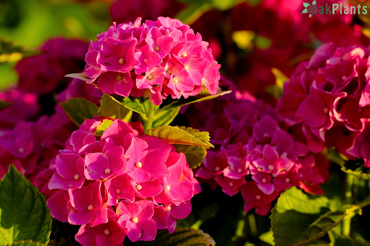 хортензия-отглеждане-в-саксия-oakplants.eu
