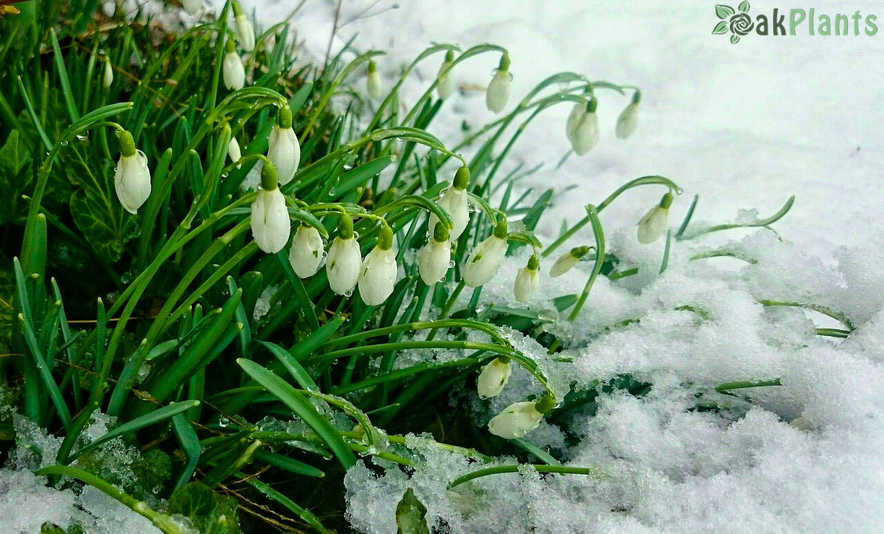 кокиче оакплантс.еу