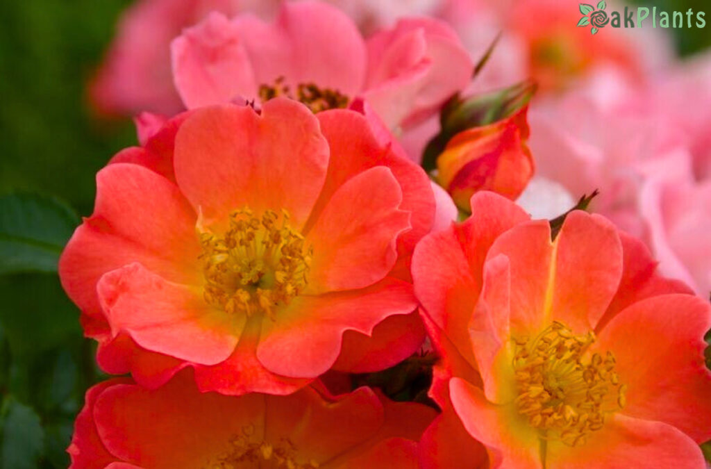 мини-роза-oakplants.eu