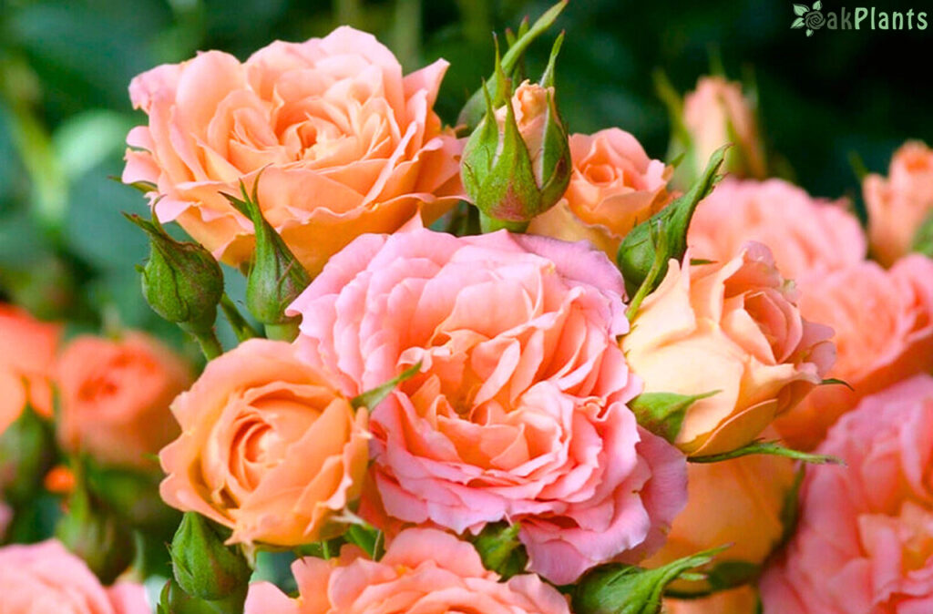 мини-рози-oakplants.eu