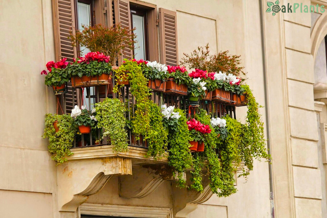  Цветя-oakplants.eu