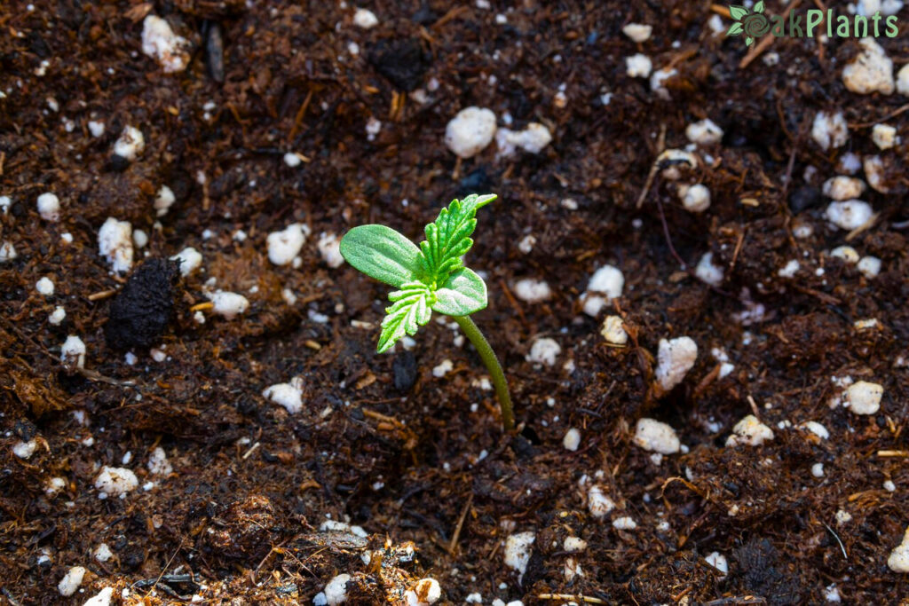 Почва-за-разсад-с-перелит-oakplants.eu