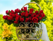 Каква-почва-да-изберете-за-саксийни-растения-oakplants.eu