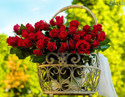 Каква-почва-да-изберете-за-саксийни-растения-oakplants.eu