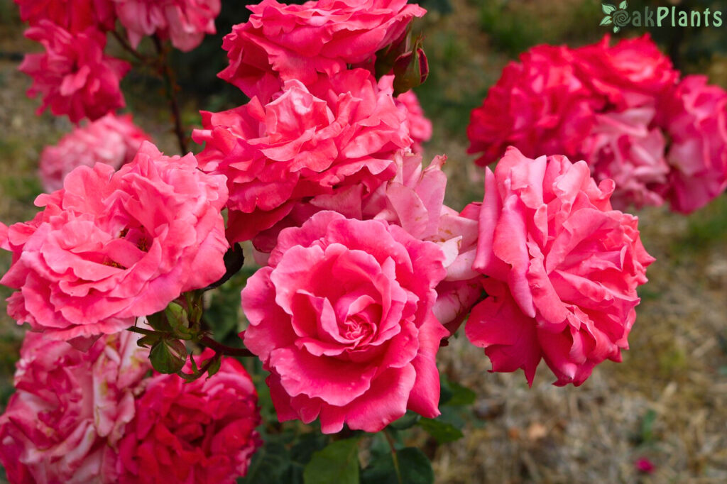 рози-отглеждане-oakplants.eu