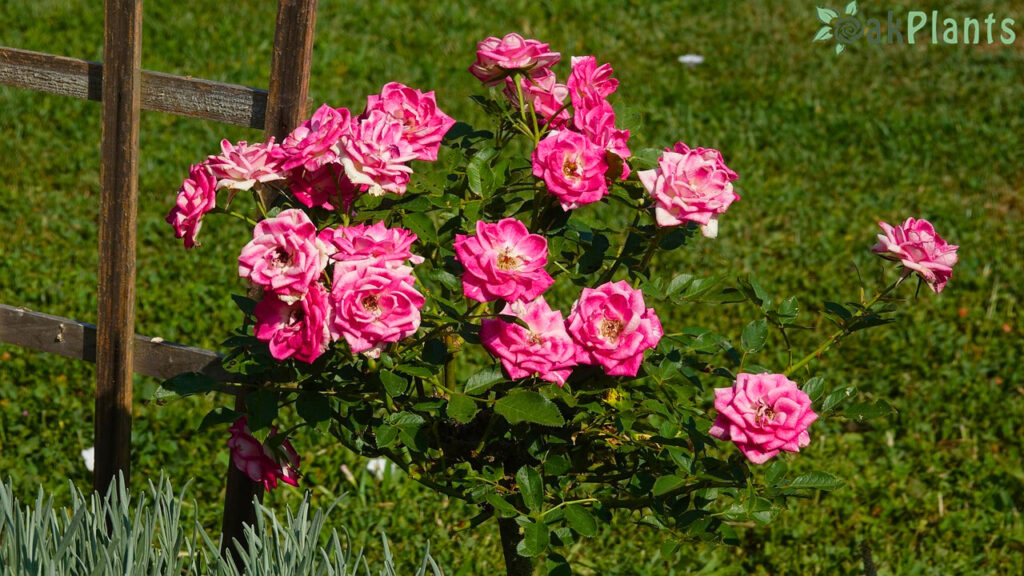 рози-разсад-oakplants.eu