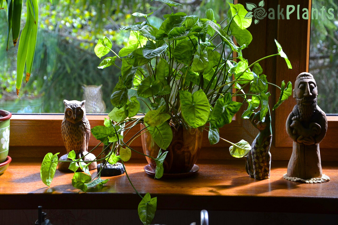 саксийни-цветя-за-дома-oakplants.eu