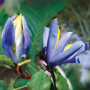 Magnolia Blue opal - Цвят на магнолия Blue Opal