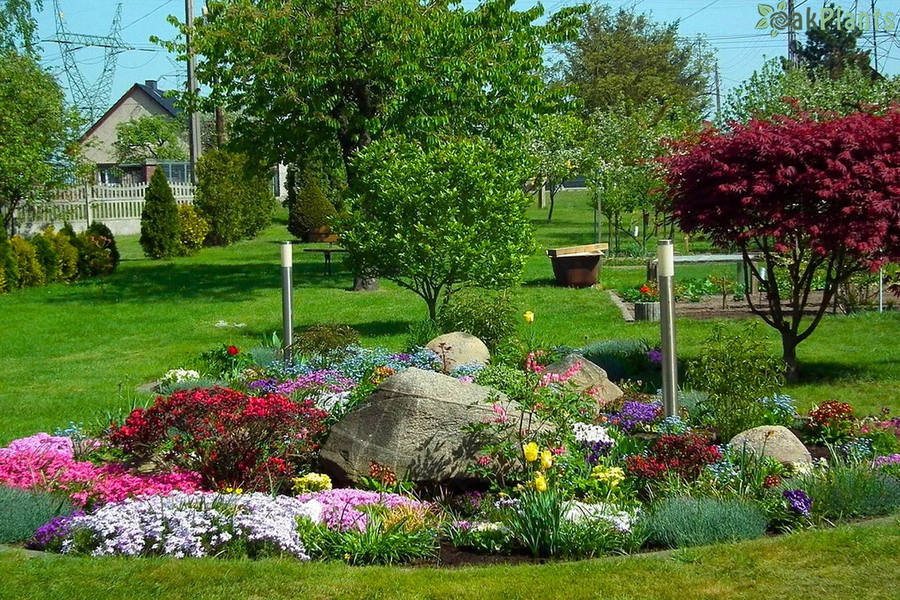 цветя-за-алпинеум-oakplants.eu (2)