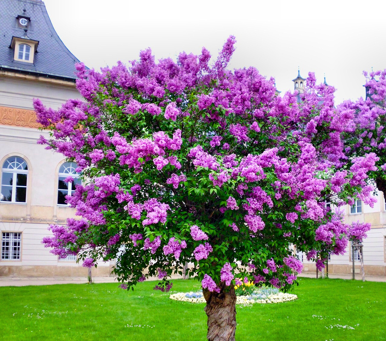 Люляк - oakplants.eu