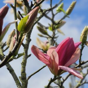 Magnolia Daybreak с едър изправен розов цвят в ранен пролетен цъфтеж