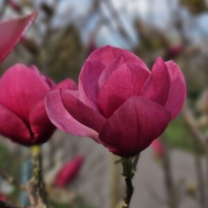 Magnolia Watermelon в обилен ранен пролетен цъфтеж