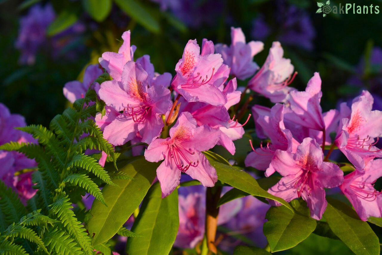 родендрони-oakplants.eu