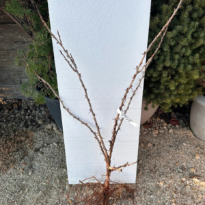 Зелен агрус Инвикта, тригодишно растение, 60 см