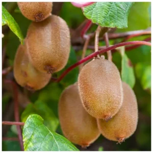 Киви самоопрашващо Boskoop - плодоносно растение