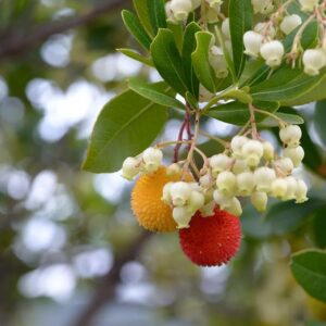 Arbutus unedo Compacta ягодово дърво