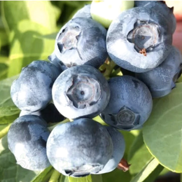 Боровинка HortBlue Petite - двукратно плодоносеща, 80 см