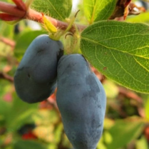 Камчатска боровинка Boreal Beast - саксия П9, 30-40 см