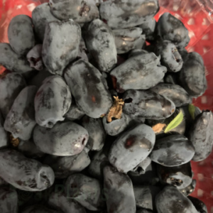 Камчатска боровинка Индиго Джем - разсад П9