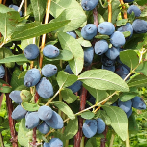 Камчатска боровинка Giants Heart - П9, 30-40 см