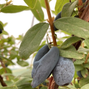 Камчатска боровинка сорт Хонейбий - Плодна храстовидна култура