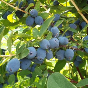 Камчатска боровинка Strawberry Sensation - П9 30-40 см