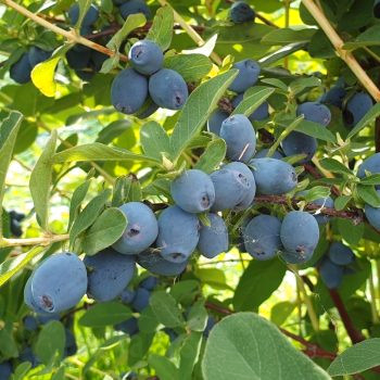 Камчатска боровинка Strawberry Sensation - П9 30-40 см