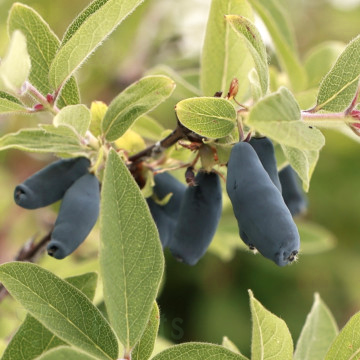 Камчатска боровинка сорт - висококачествен плодов храст 🌿