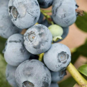 Боровинка Патриот 50-60 см П9 - Ранен сорт с едри плодове