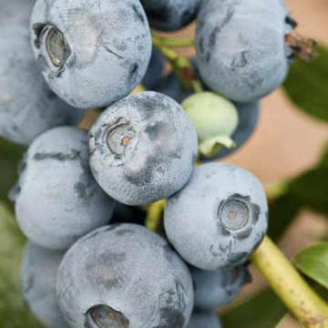 Боровинка Патриот 50-60 см П9 - Ранен сорт с едри плодове