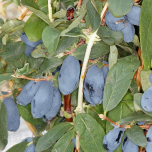 Камчатска боровинка Boreal Blizzard - 30 см саксия