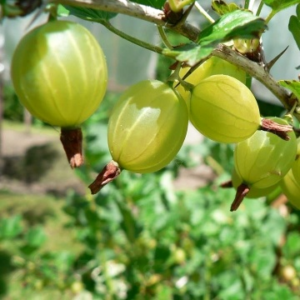 Цариградско грозде Hinnonmaki Green - финландски сорт