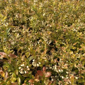 Американска боровинка сорт Чандлер - 60-80 см в саксия 1.5л