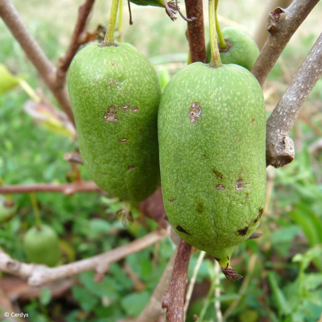 Мини киви Issai
