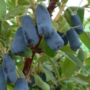 Камчатска боровинка Blue Forest - декоративен храст