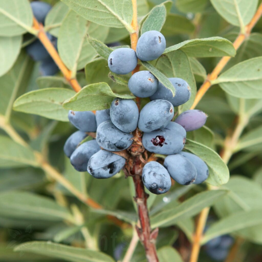 Камчатска боровинка Blue Moon