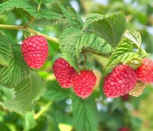 Малина сорт Вайолет - ремонтантен храст 50 см