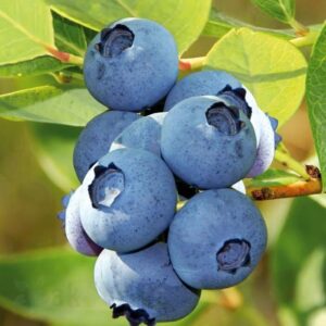 Американска боровинка Блукроп
