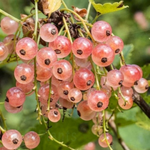 Френско грозде Gloire des Sablons - Розови плодове 30-40 см